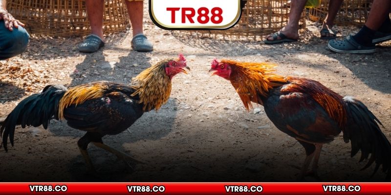 Cược kèo tài xỉu khi chơi Ws168 đá gà