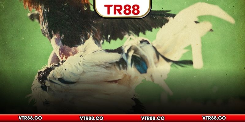 Hệ thống cược đá gà có 1-0-2 tại TR88