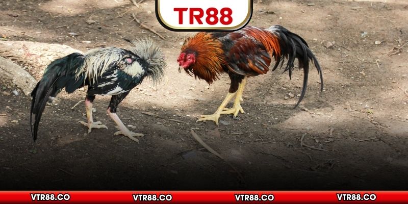 Hiểu rõ màu mạng gà đá và giá trị