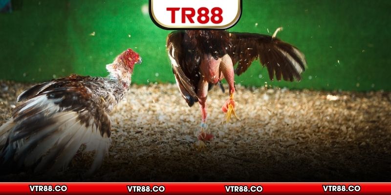 Khám phá màu mạng đá gà Mộc dễ hiểu