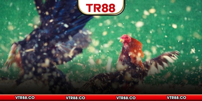 Kinh nghiệm rút ra quy luật khi chơi cược gà