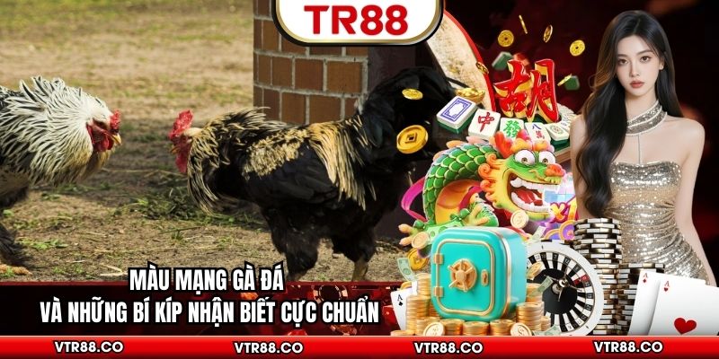 Màu Mạng Gà Đá Và Những Bí Kíp Nhận Biết Cực Chuẩn