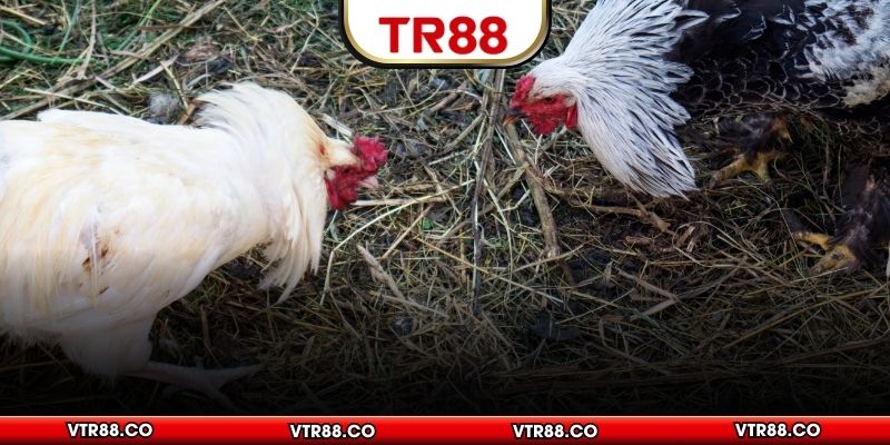 Những hình thức đá gà TR88 hấp dẫn nhất