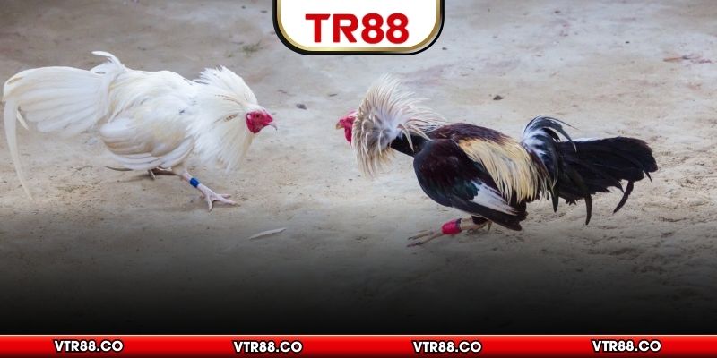 Phương pháp so sánh sắc độ của màu mạng