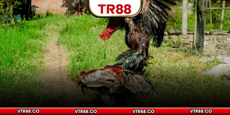 Tìm hiểu về sảnh đá gà Ws168 hot nhất