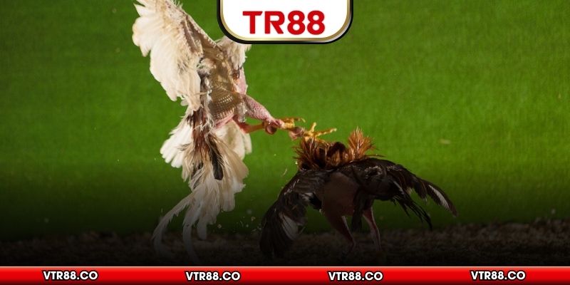 Trường gà Savan nổi tiếng tại nhà cái