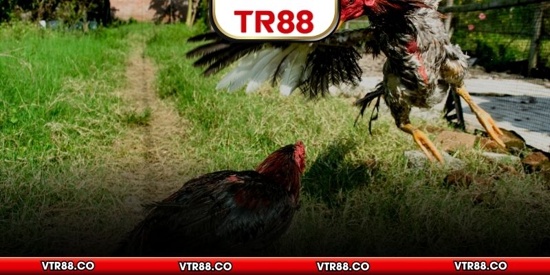 Tự rút ra quy luật riêng khi cược gà